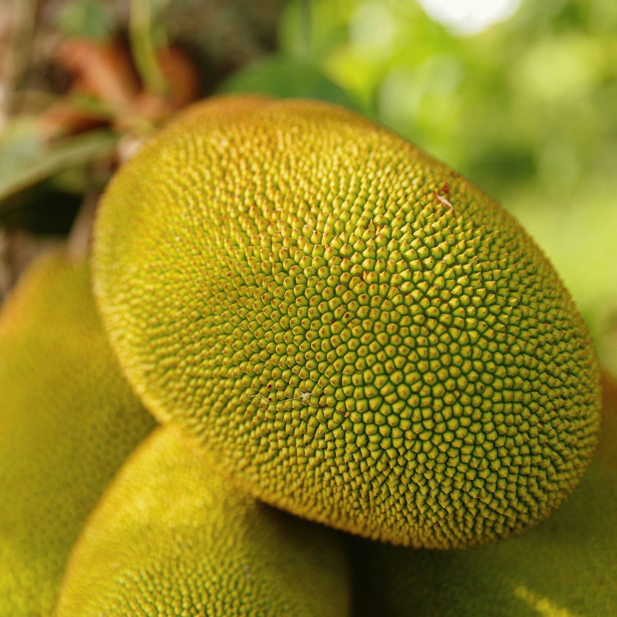 Jackfruit for healthy diet