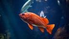 Busting Common Myths About Keeping Fish As Pets