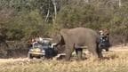 Elephant Attacks Tourist Jeep Viral Video