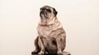 Methods To Reduce Your Pet’s Weight