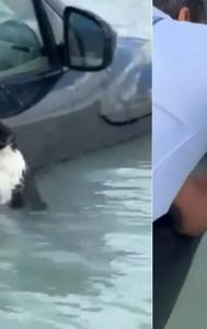 Cat rescued amid Dubai flood, video goes viral