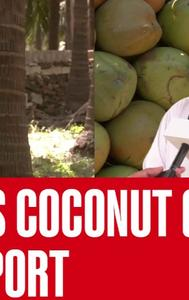 Gujarat’s Coconut Growers Seek Government Support For Expansion