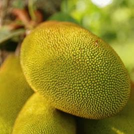 Jackfruit for healthy diet