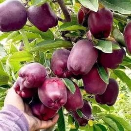 Harmful calcium carbide can’t be used for fruit ripening