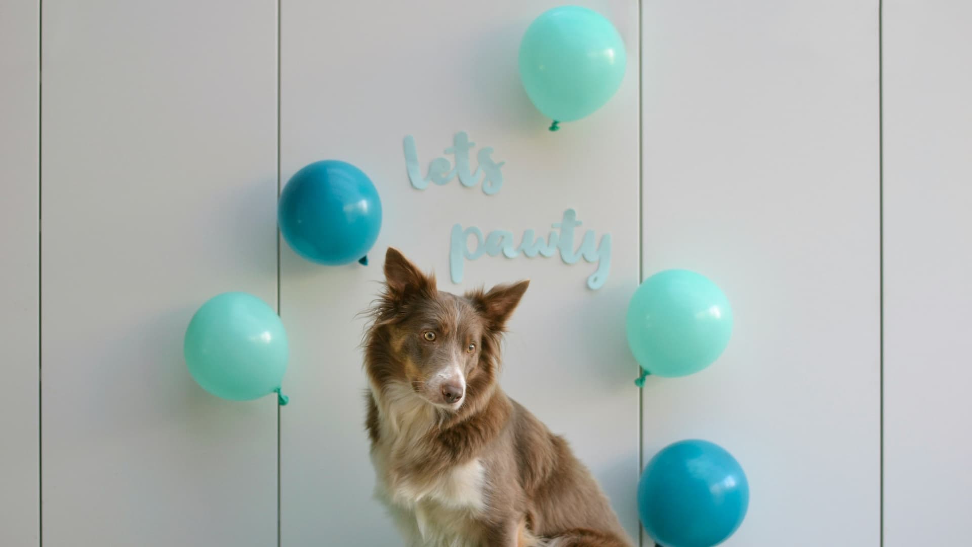 It’s your pet’s birthday and you have nothing planned? Here are some ways you can treat your pet to make them enjoy it to the fullest. 
