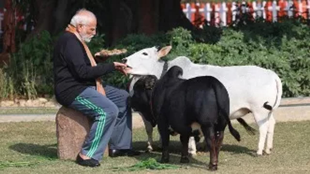PM Modi feeds cows