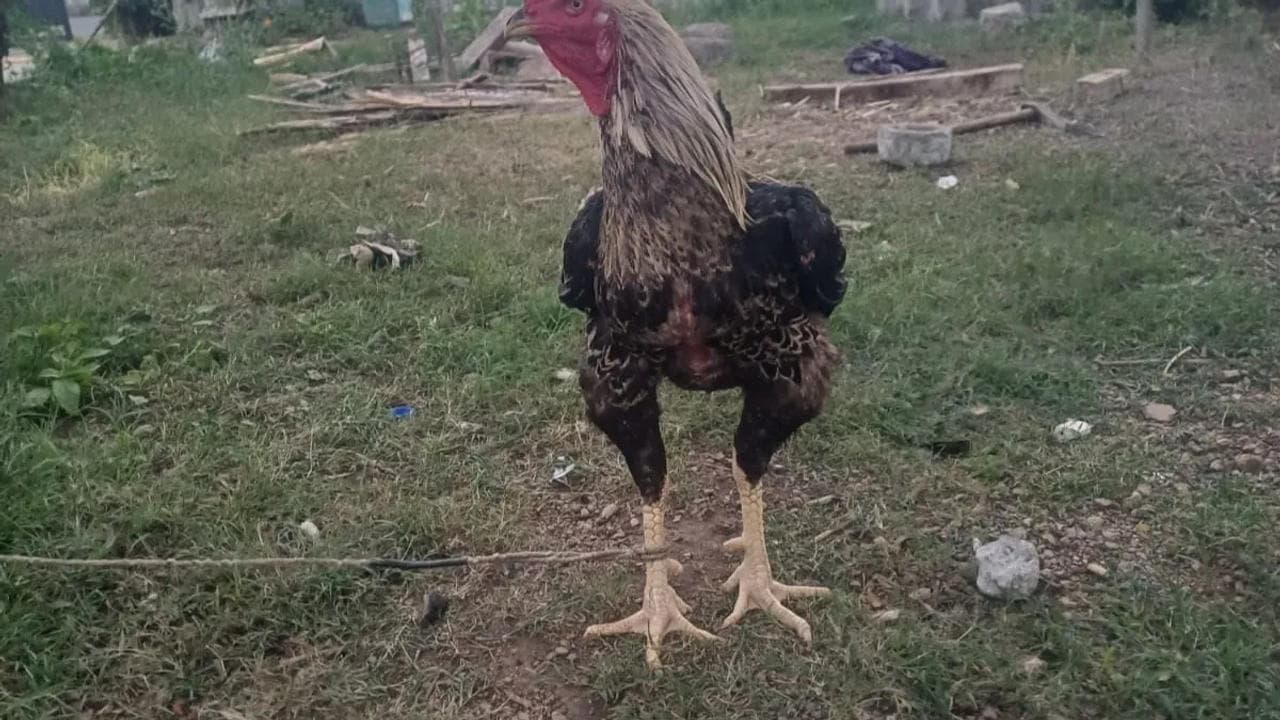 Stop auction of bet chicken found in RTC bus