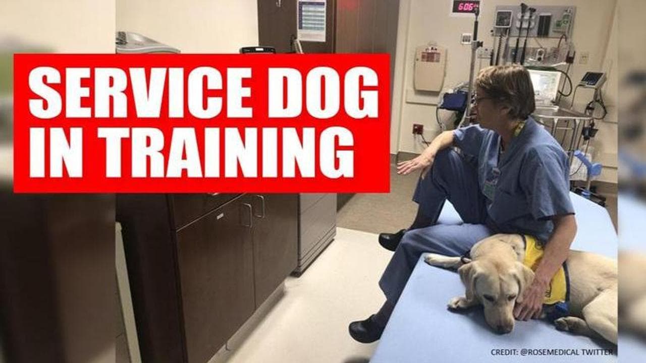 Coronavirus: Service dog in training provides Dr's much needed break