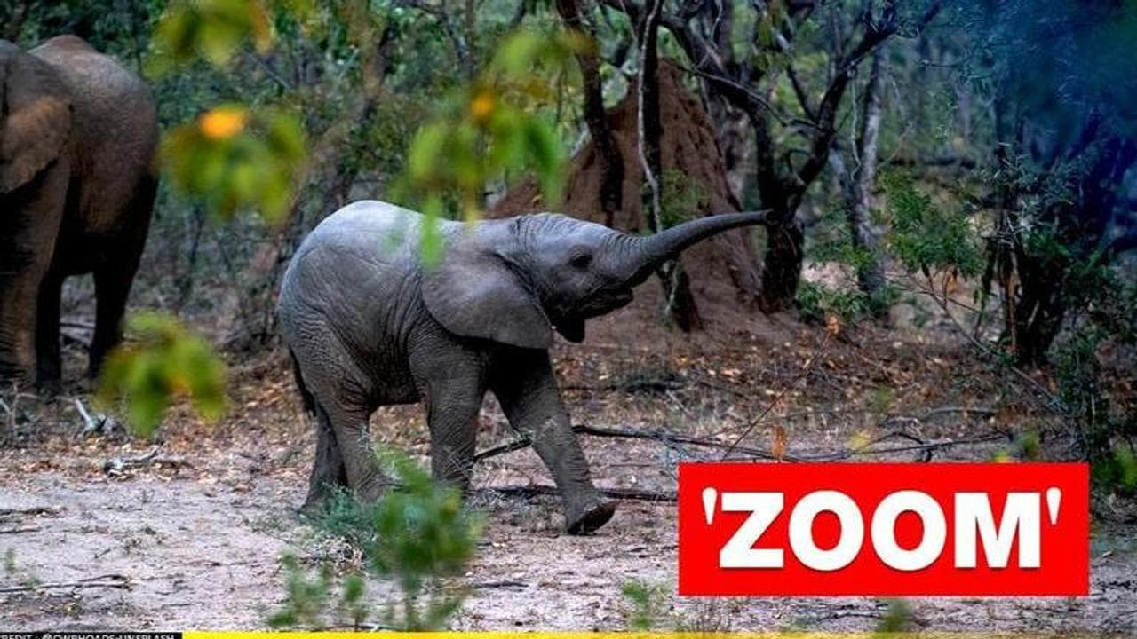 Mexico zoo live streams elephant birth, baby given unique name