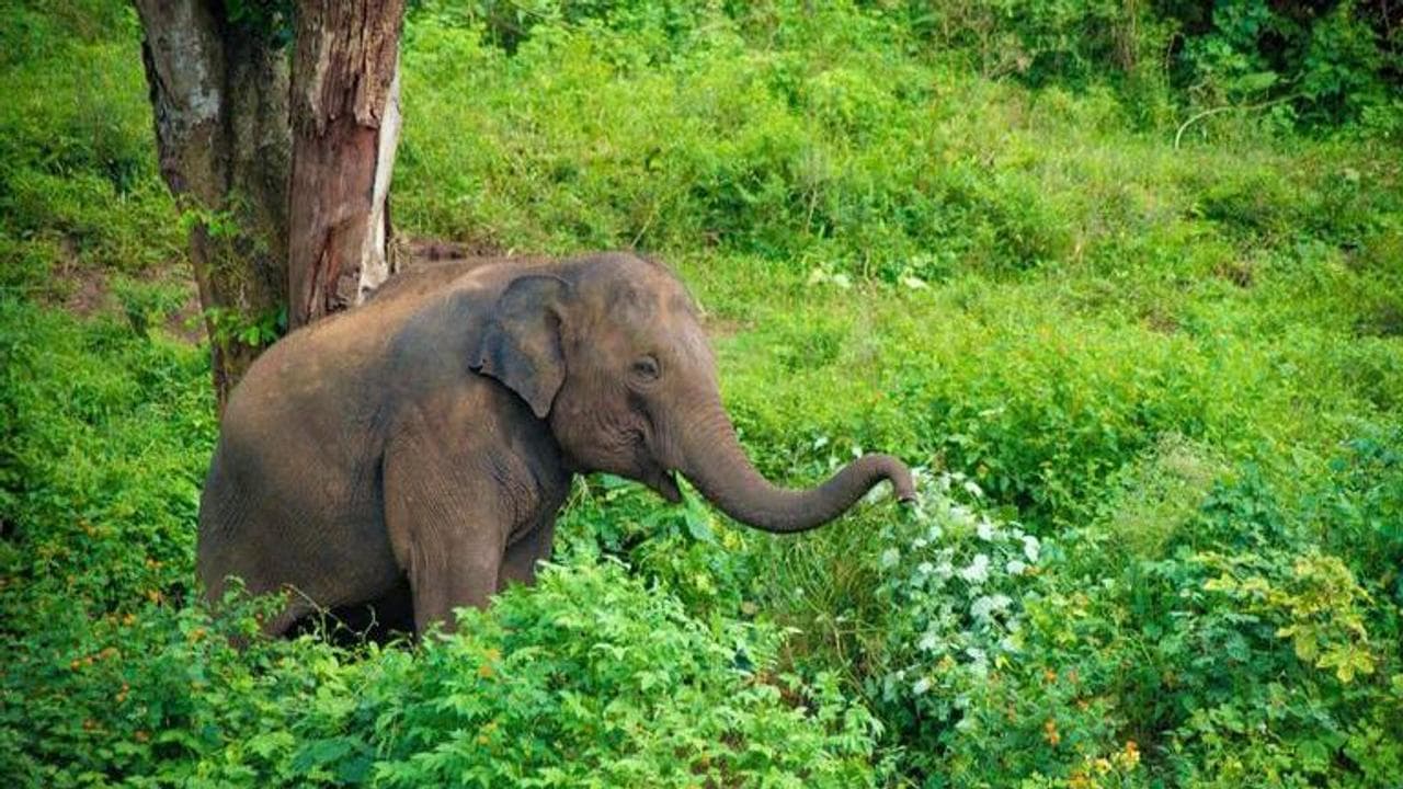 No elephant safari in Dudhwa National Park this season