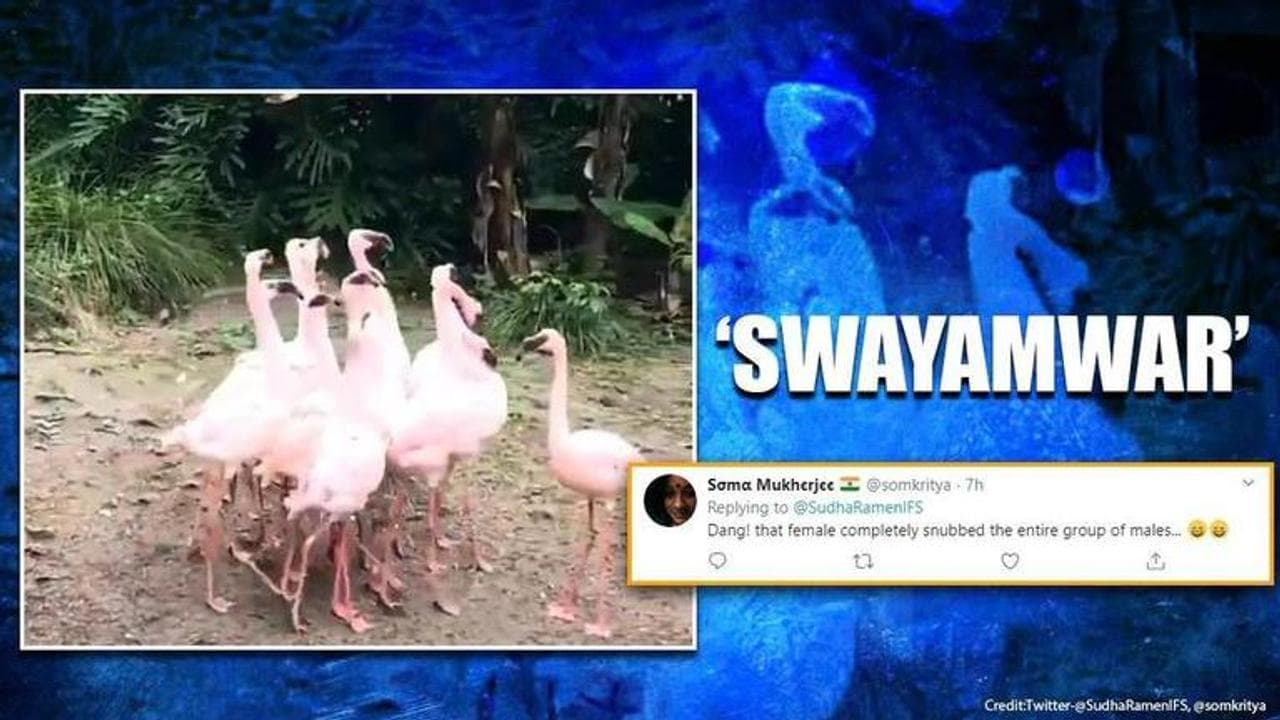 Video of Flamingoes performing mating dance delights Twitter users