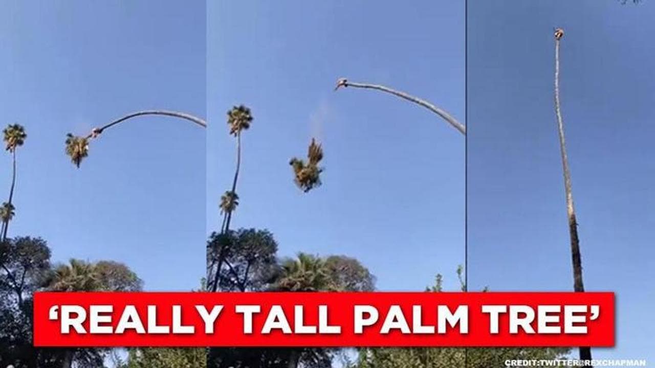 Video shows man chopping 'really tall' palm tree from top, netizens say it's 'Scary'