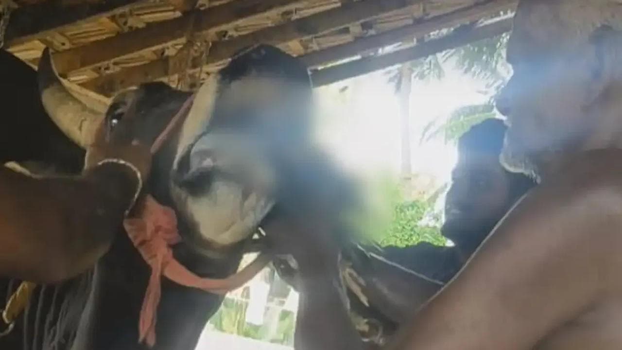 Tamil Nadu: Jallikattu Bull Being Fed Live Rooster, Case Lodged Against YouTuber 