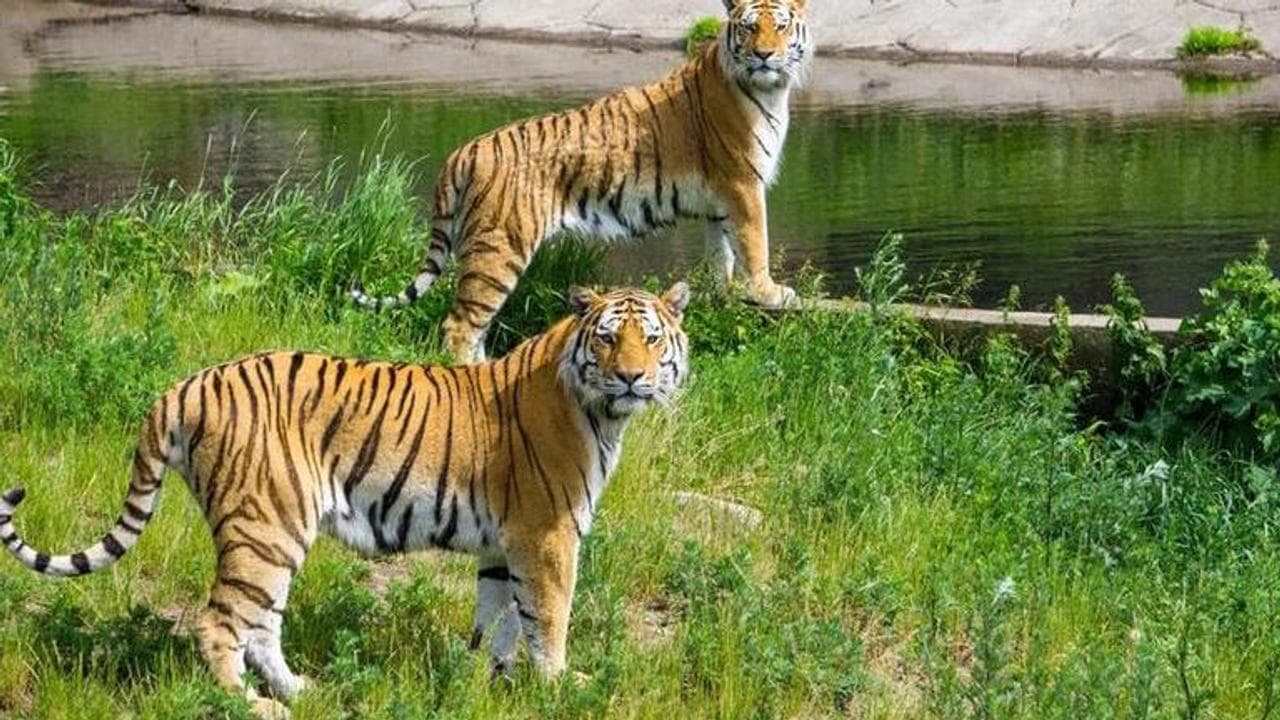 International Tiger Day, Tiger day, Facts, Importance of Tigers