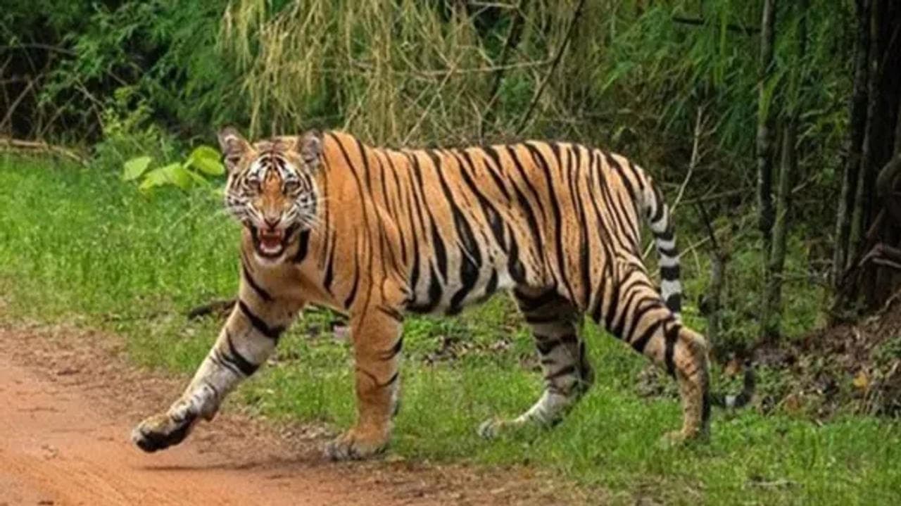 First Pair of Siberian Tigers to Roar in India After 12