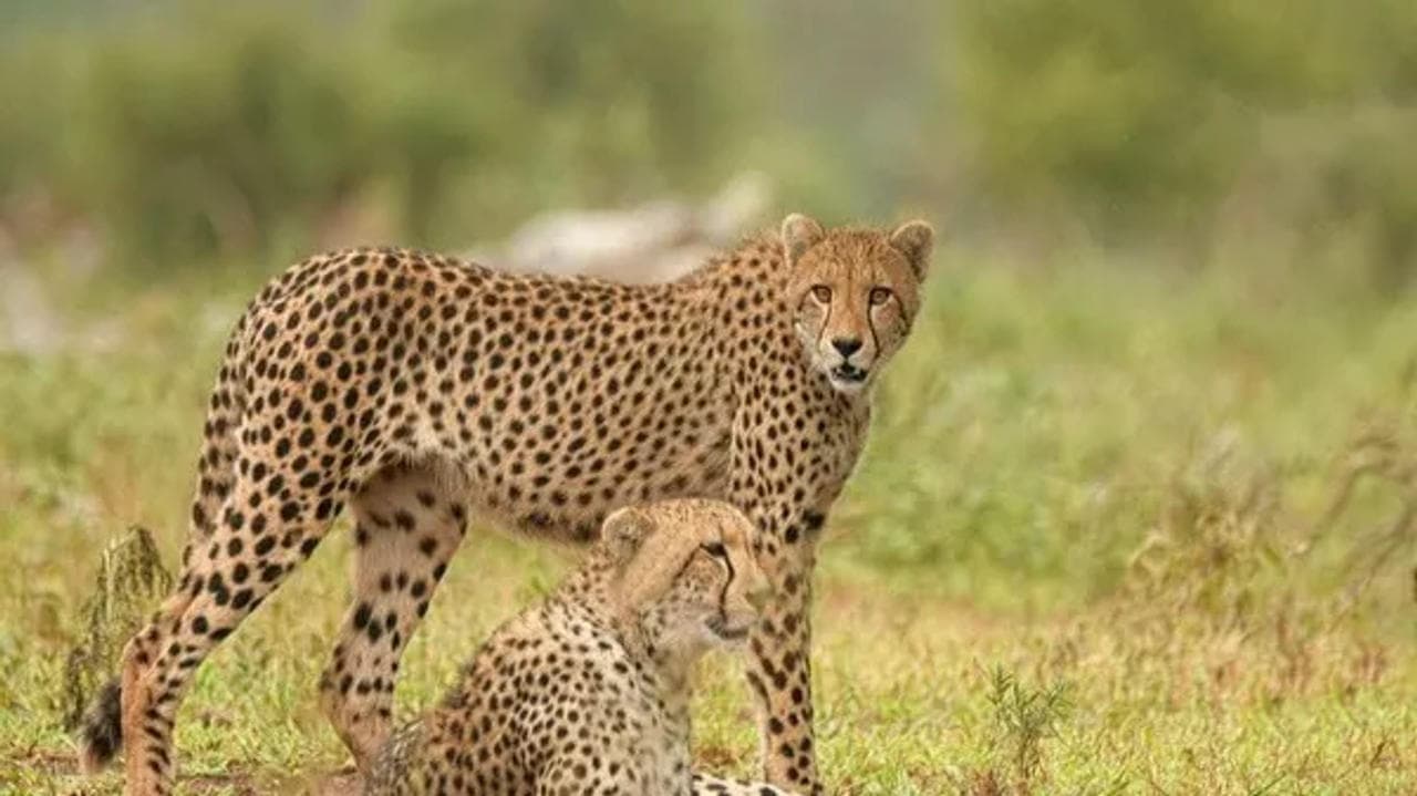 Rajasthan: Cheetah from Kuno National Park enters Baran, brought back