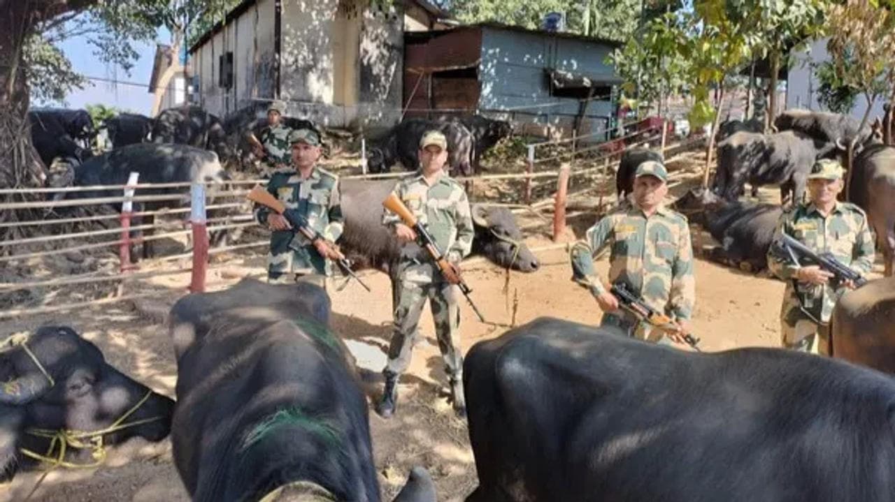  BSF rescues 47 buffaloes, foils smuggling attempt in Meghalaya