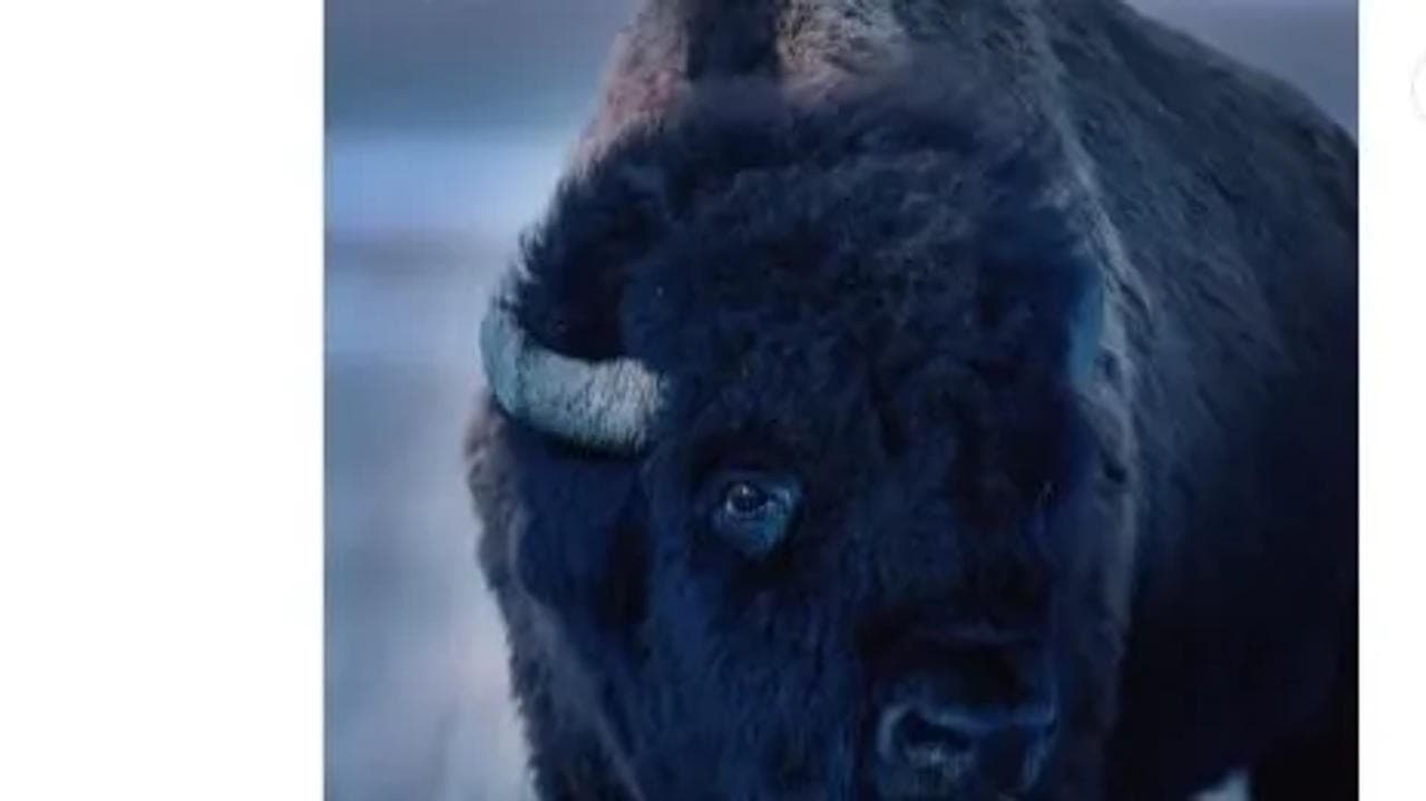Amazing Video: Bison sheds a tear