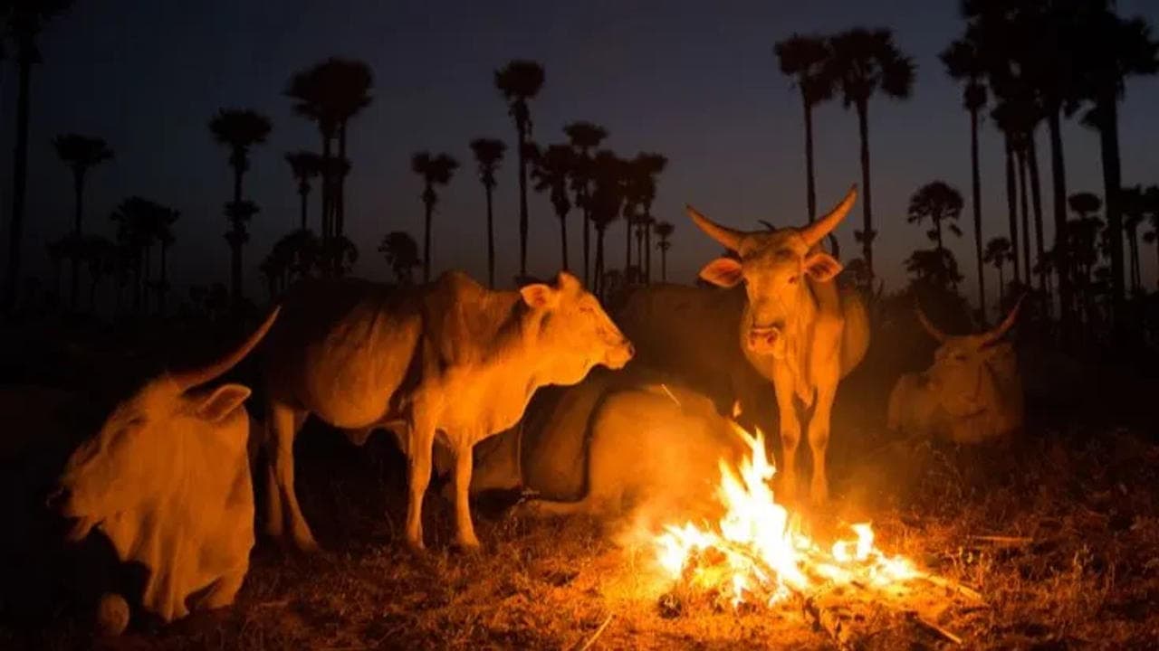 Cows Standing Near Campfire
