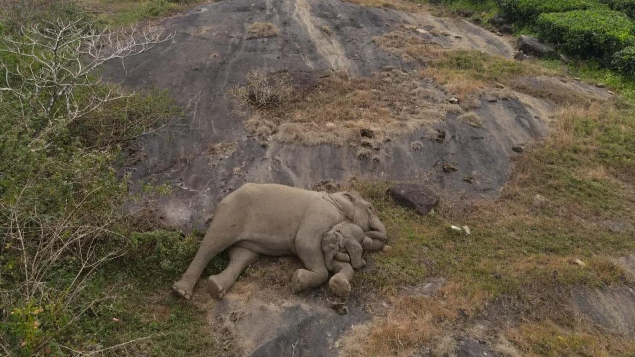 Lost and Found: Cute moment of Baby Elephant