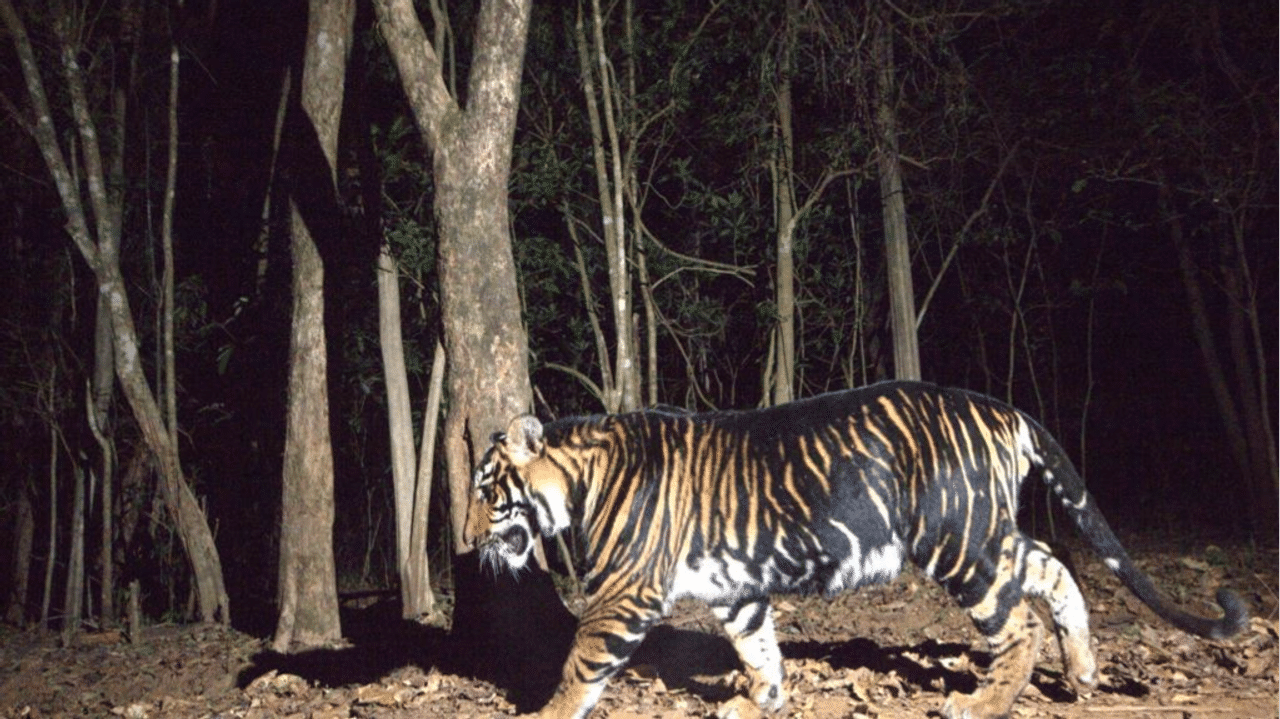 Melanistic tiger or black tiger