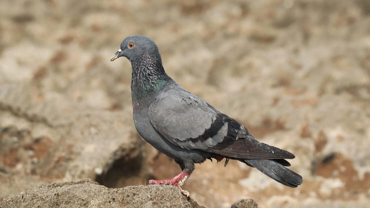 Mumbai Spy Pigeon Finally Freed After 8 Months in Custody. What are the charges?