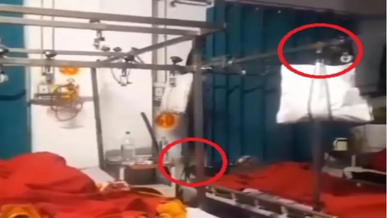 Rodents in UP hospitals