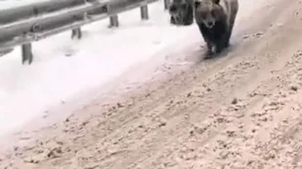Bears enjoying snowfall in Kashmir