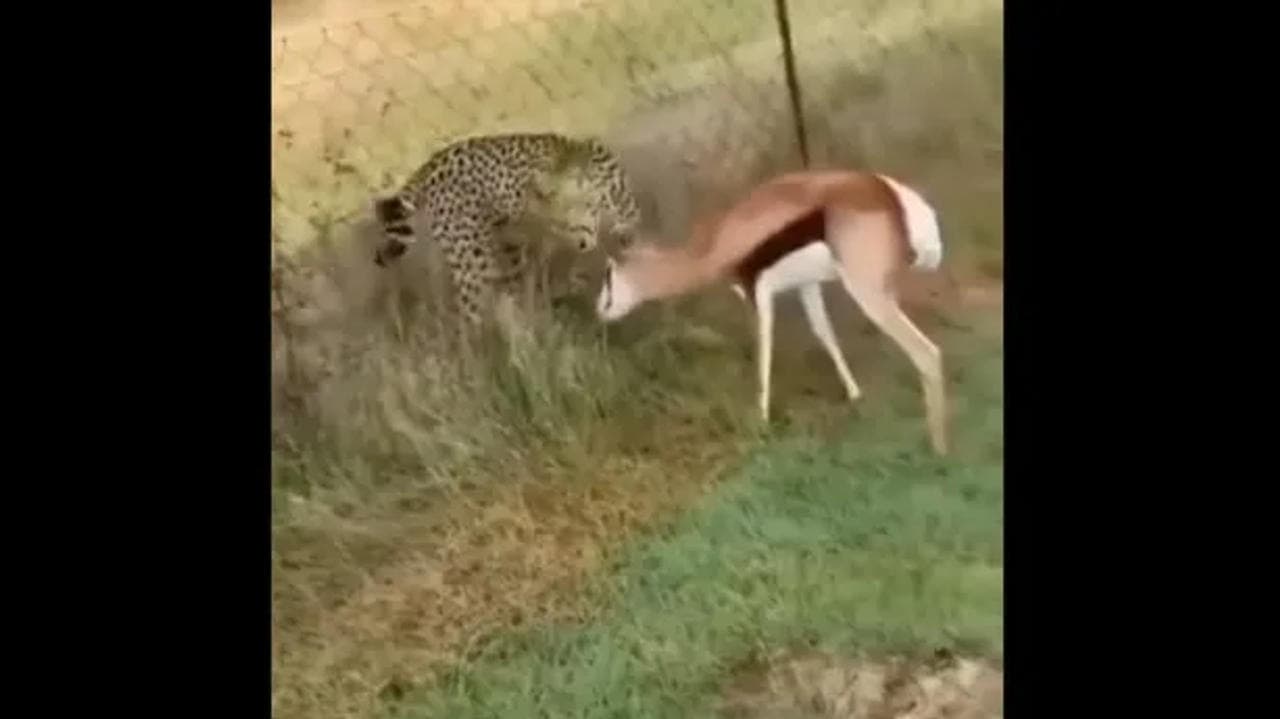 Young Deer's wild encounter with Cheetah goes viral
