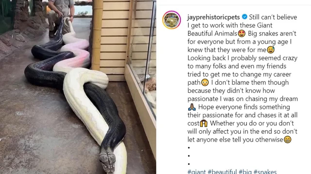 Jaw-dropping viral video has captivated snake enthusiasts worldwide