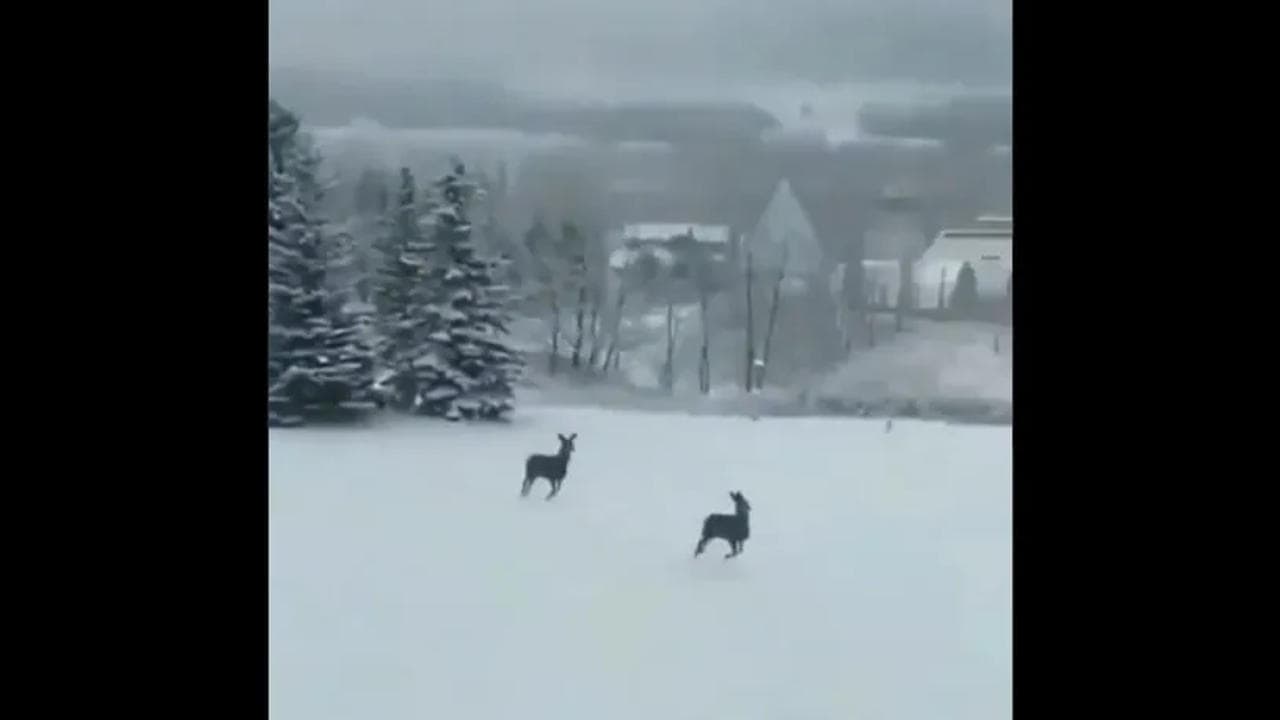 Deer stotting in deep snow goes viral