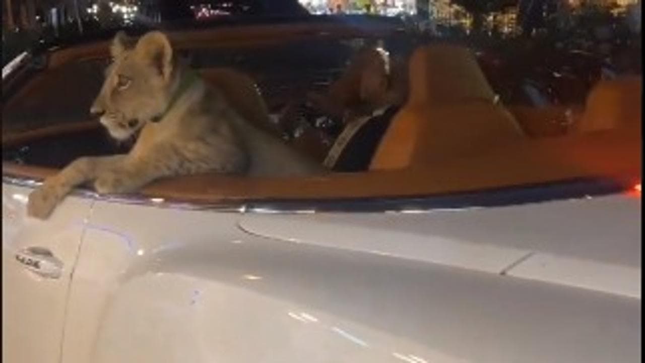 Bangkok Driver Raises Concerns with Exotic Pet Lion Cub