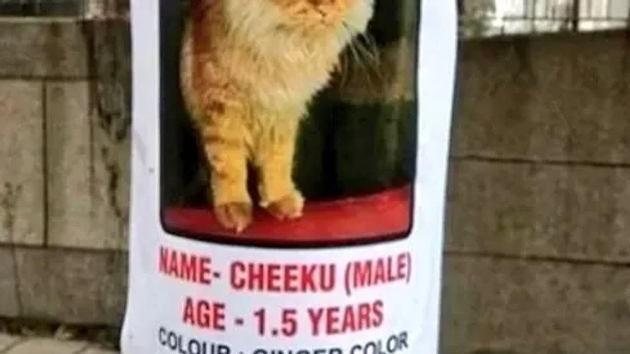 Noida Sector-62 Missing Cat Poster