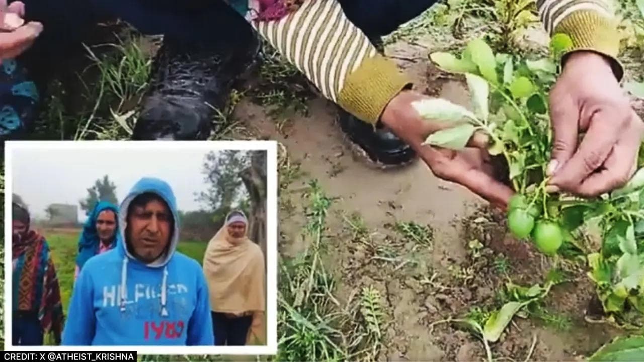 Watch a viral video of tomatoes appear on potato crops