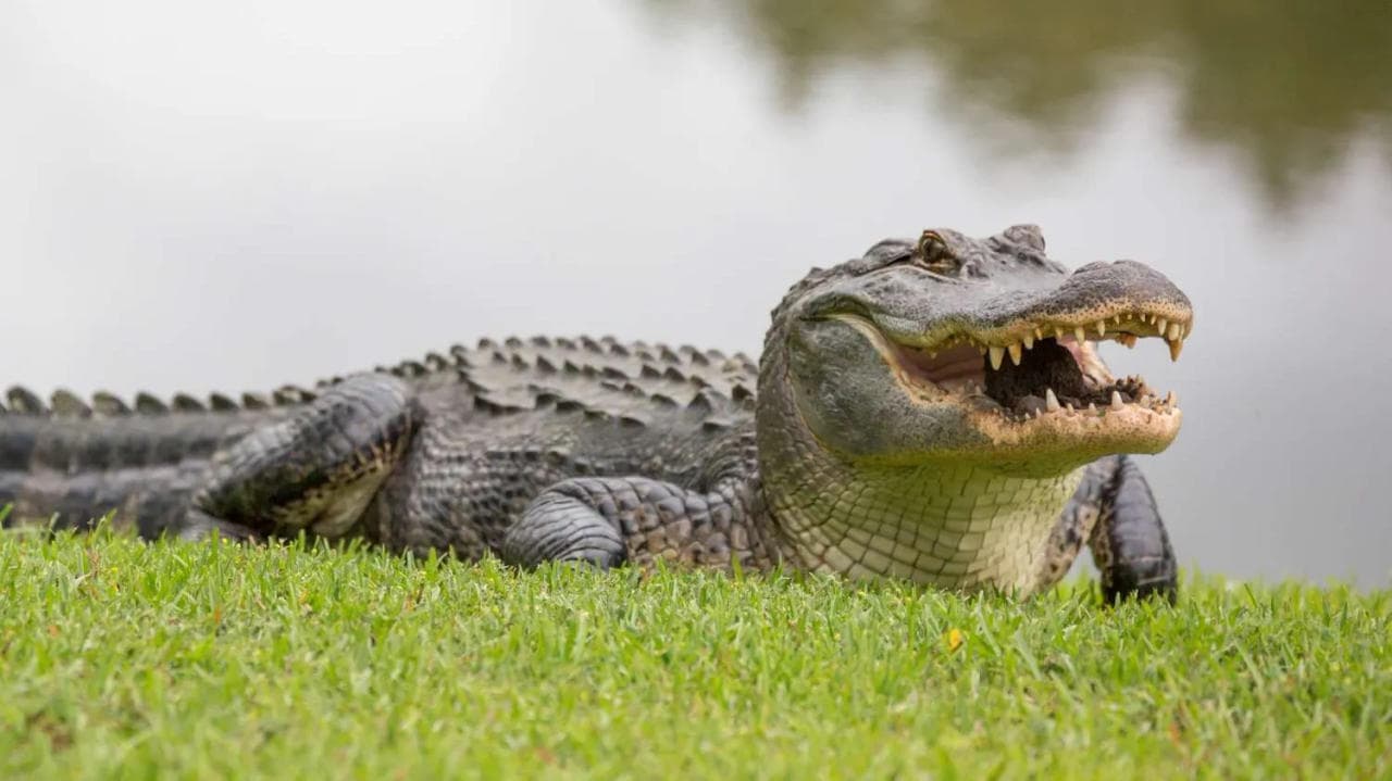 Alligator viral video