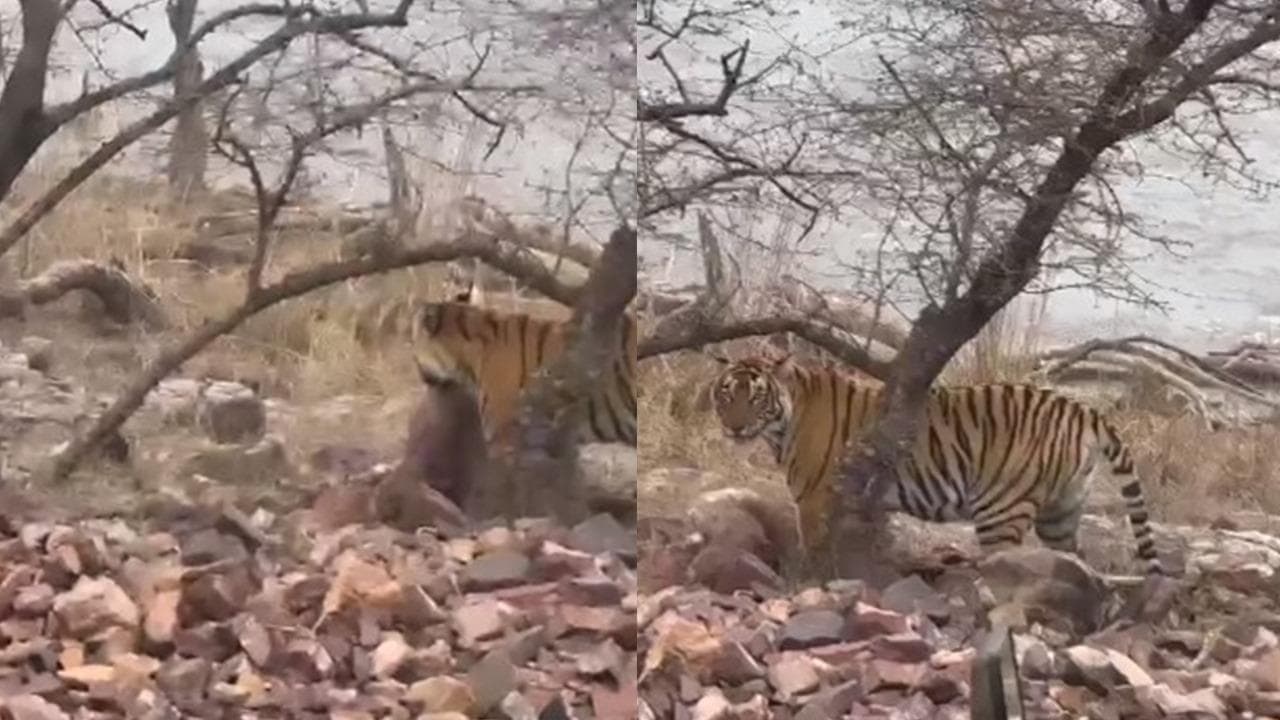 The video showcased the tigress with her prey, probably after a successful hunt.