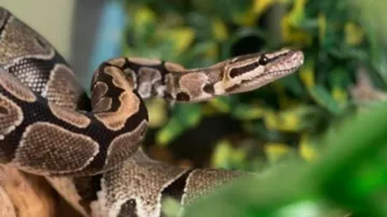 Pythons, corn snakes seized