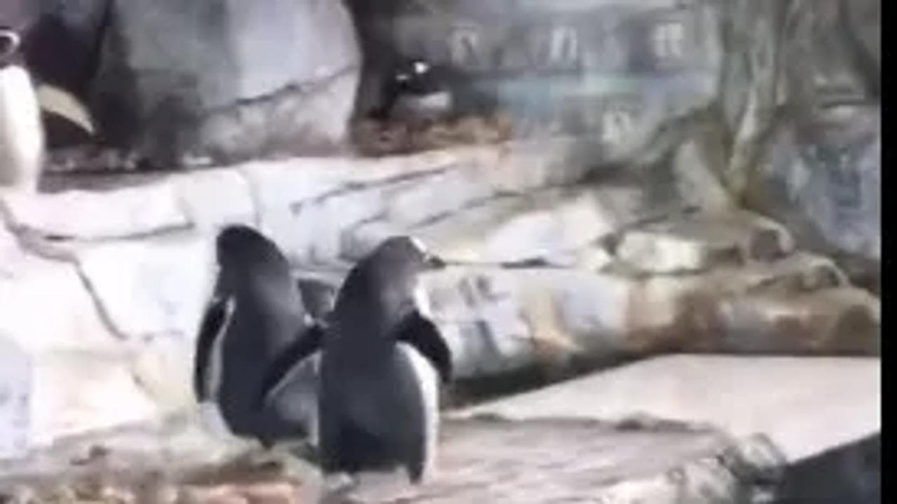 penguin proposes to female penguin
