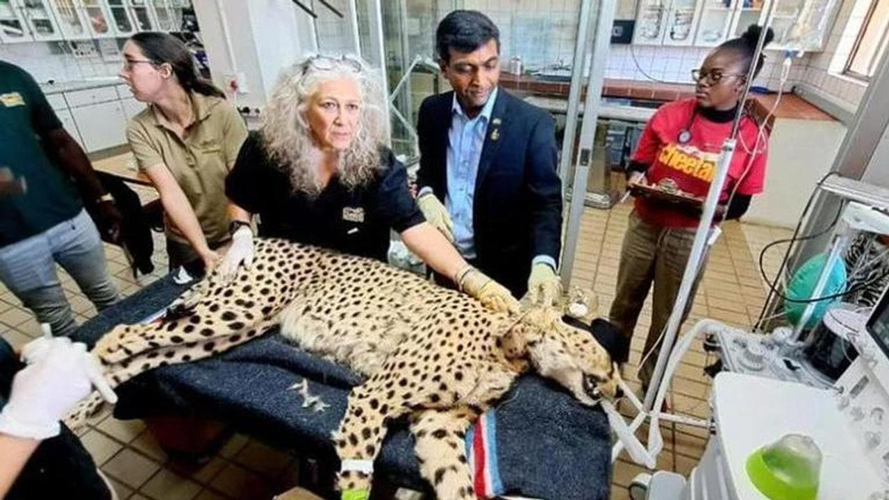 MP, MP: Cheetahs to arrive at Kuno Palpur National Park from Namibia on Sep 17