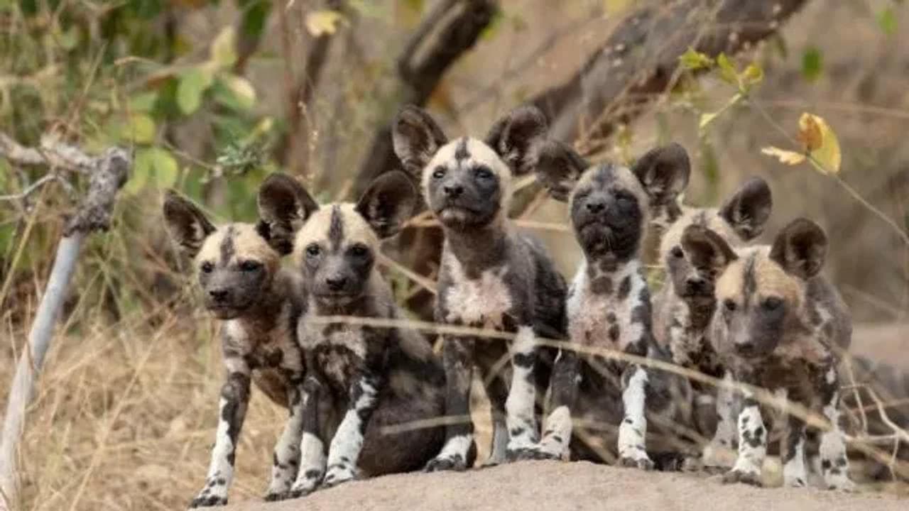Kassy the Golden Retriever raised a pack of African-painted pups alongside her own blonde-haired babies.