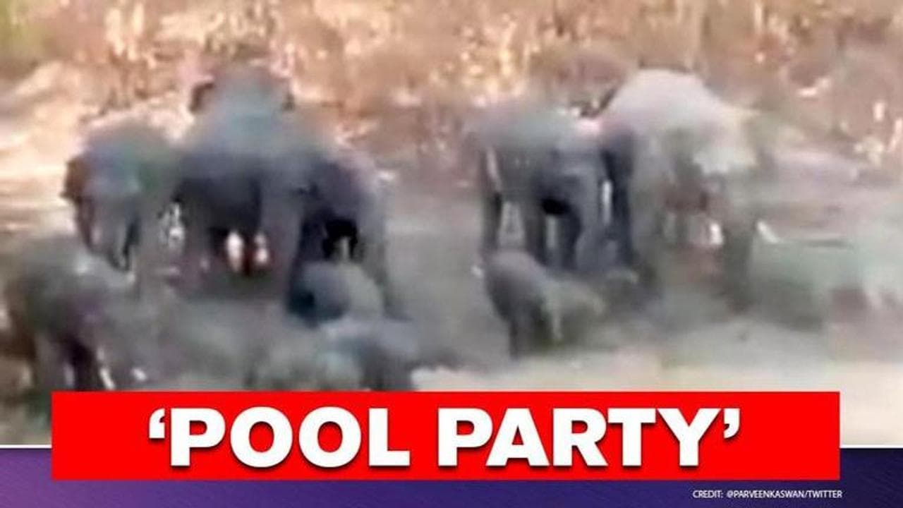 Video of elephant family bathing in a stream has left Twitter in splits
