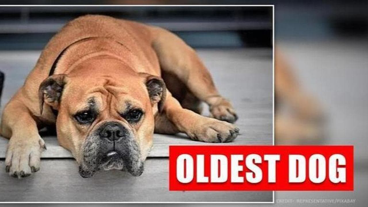 UK’s Queenie, the oldest dog going strong and healthy at the age of 21