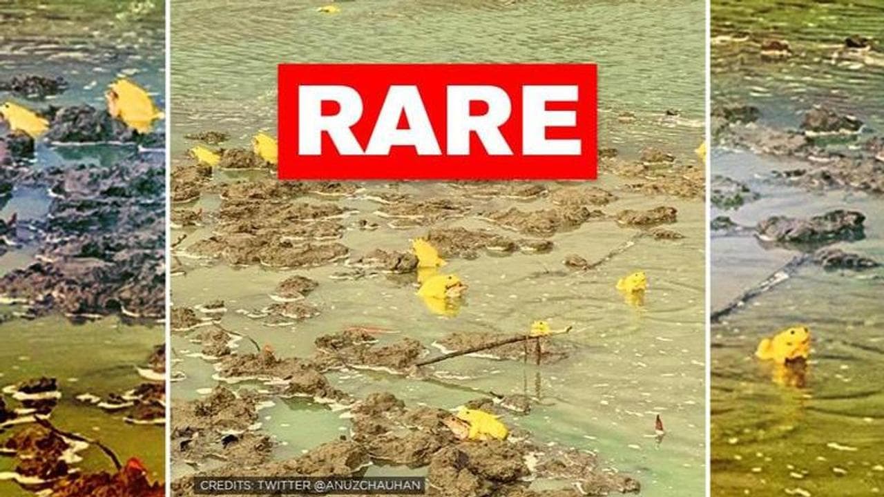 Rare yellow frogs playing gleefully in Madhya Pradesh leaves netizens amused