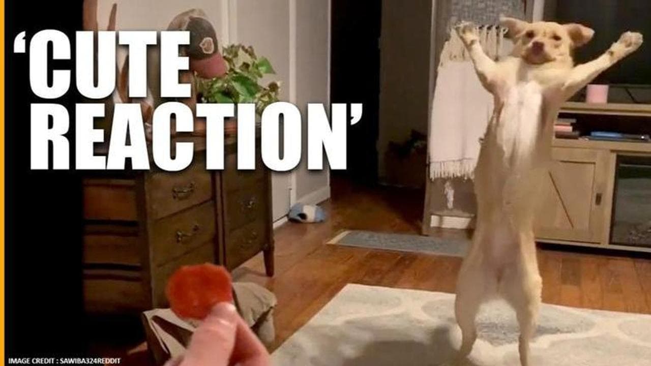 Dog's reaction on getting a treat is winning hearts of netizens. Watch