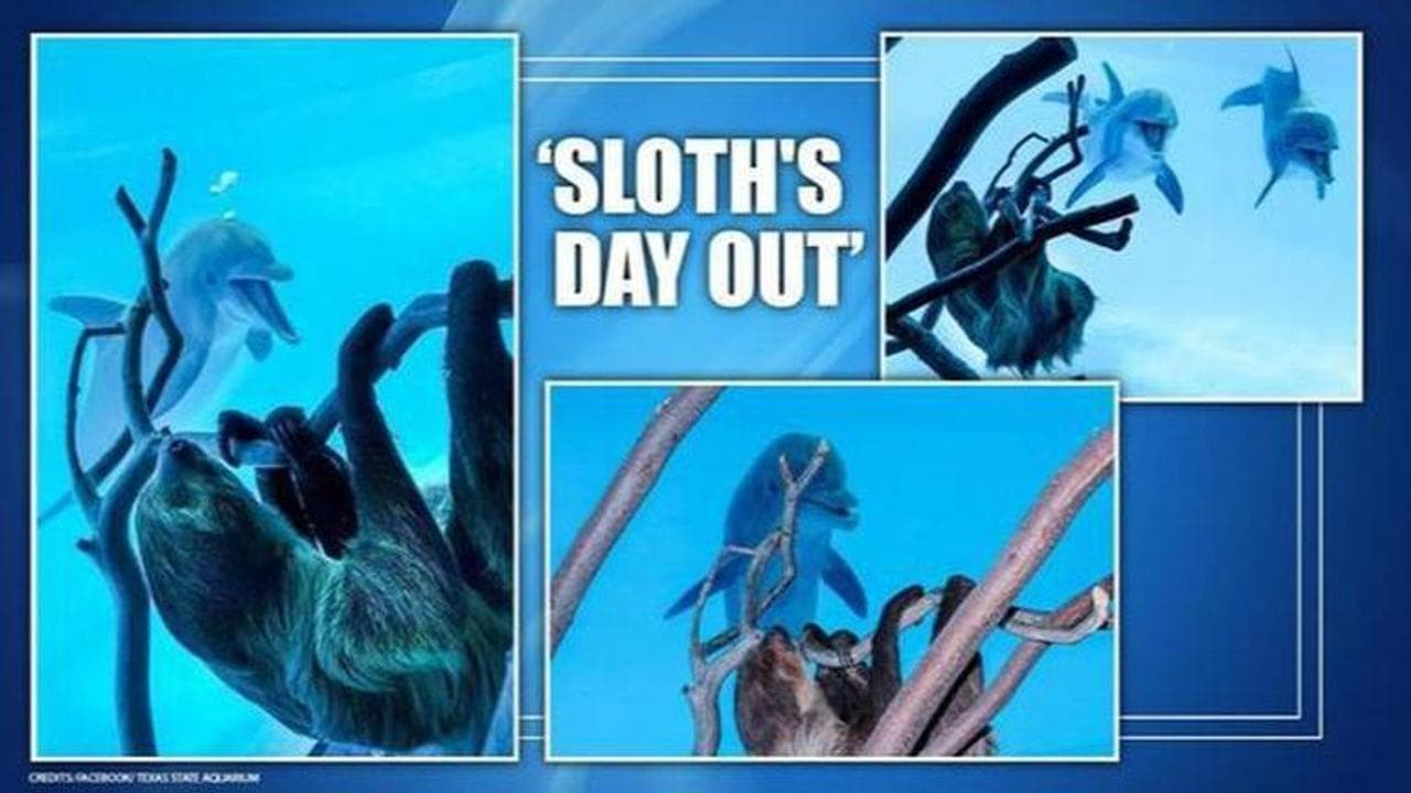 Sloth explore Texas State Aquarium and meets dolphins as it remains shut for visitors