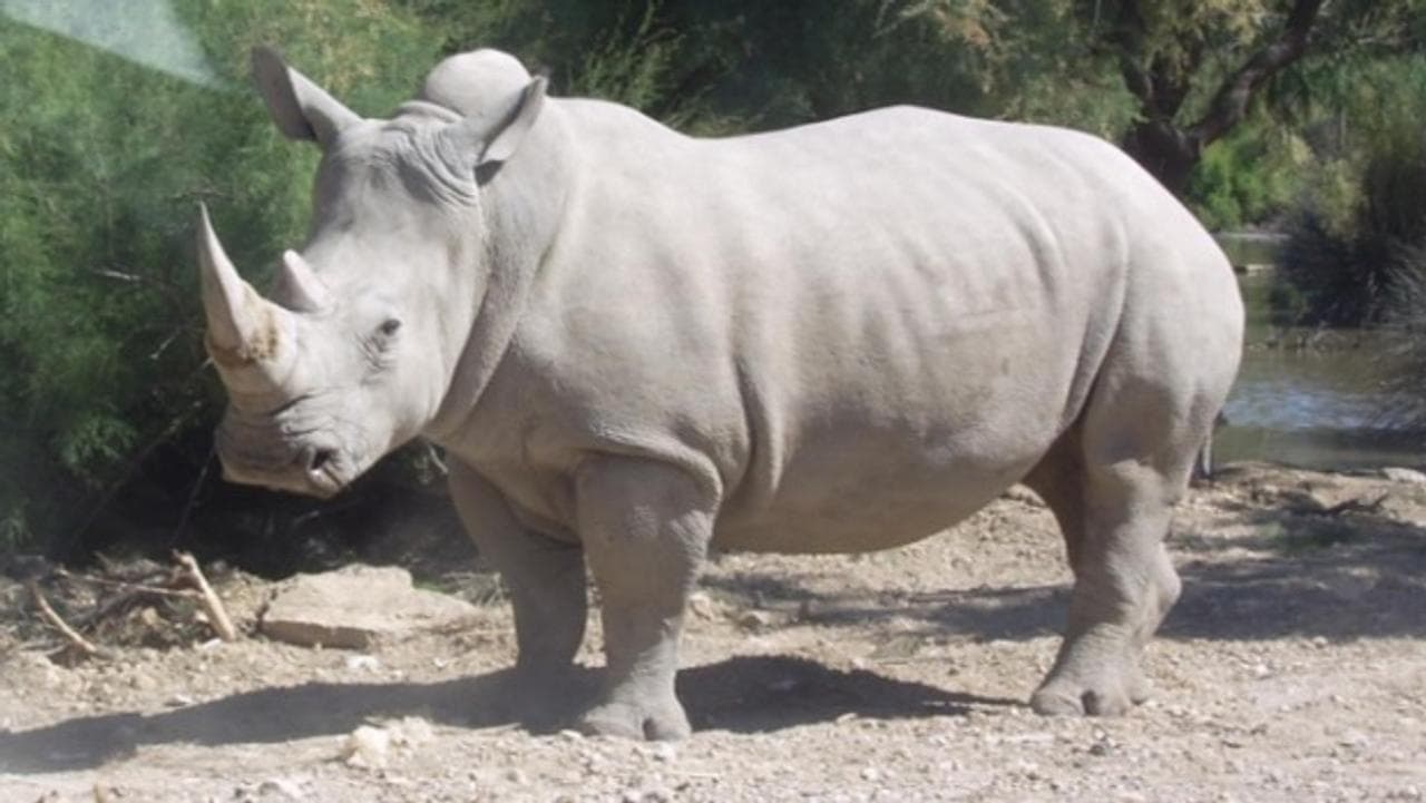 World's first white rhino IVF pregnancy may offer way to save subspecies