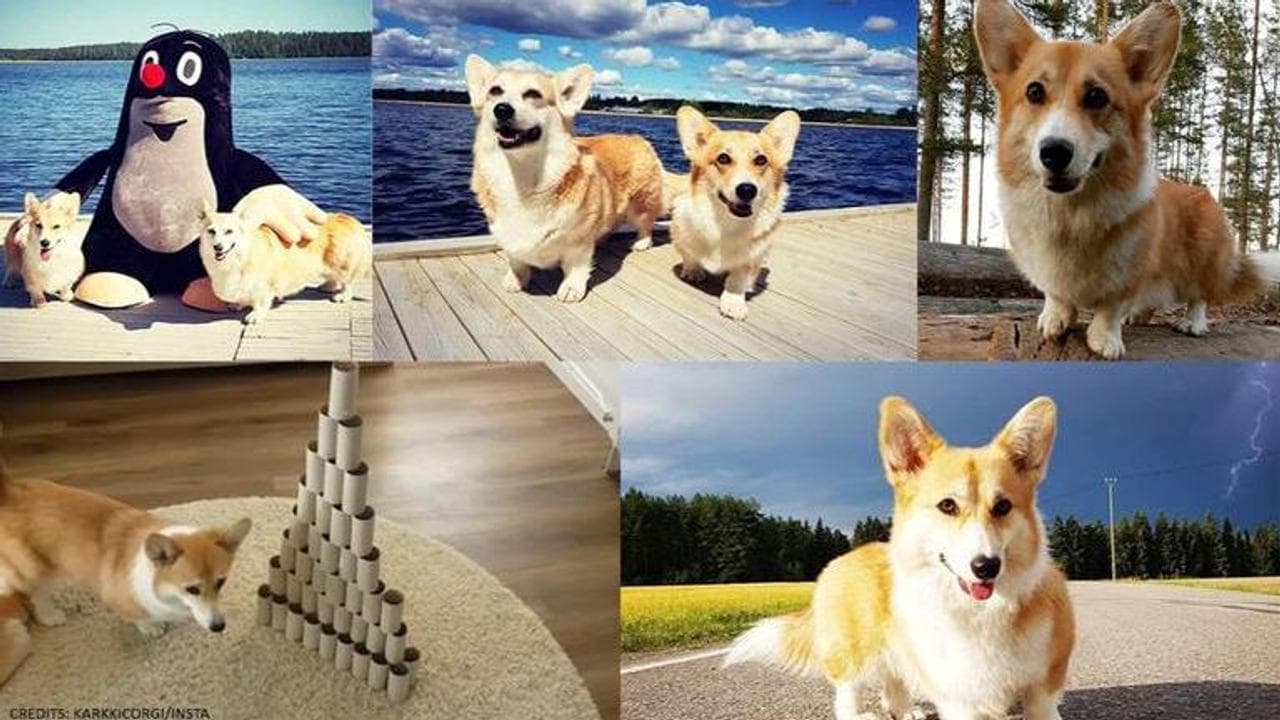 Corgi with physical deformity defies odds to live I See pics