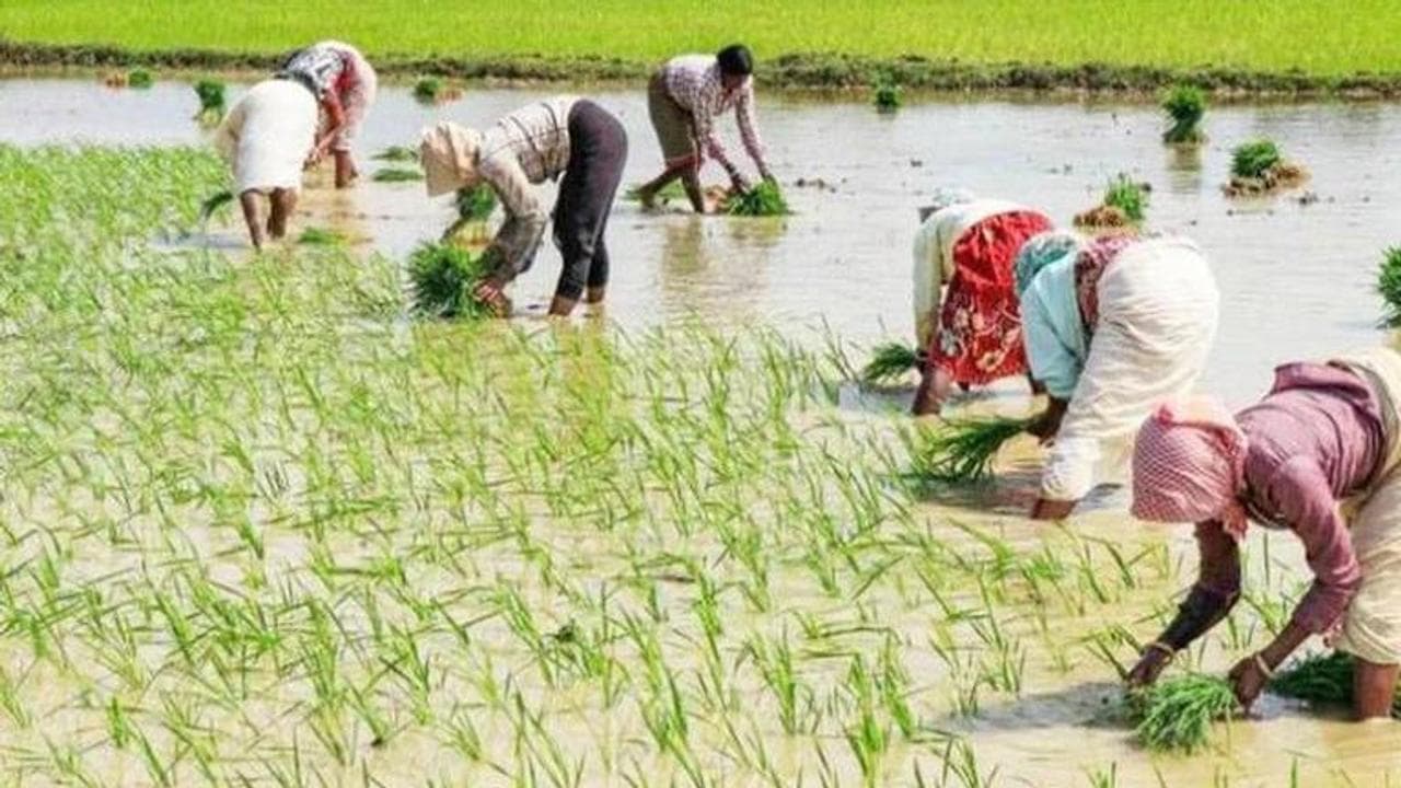 'Cooperating with all states on paddy procurement, following uniform policy': Centre