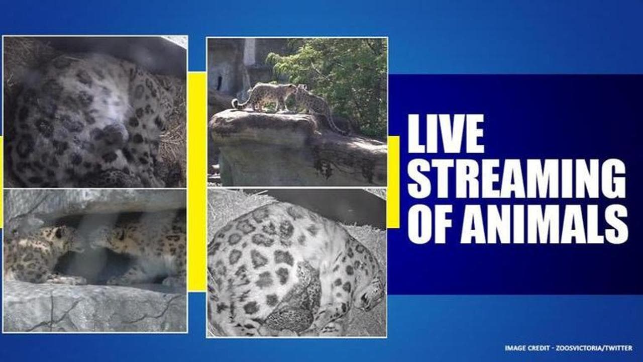 Australian Zoo live streams animals to lift peoples moods