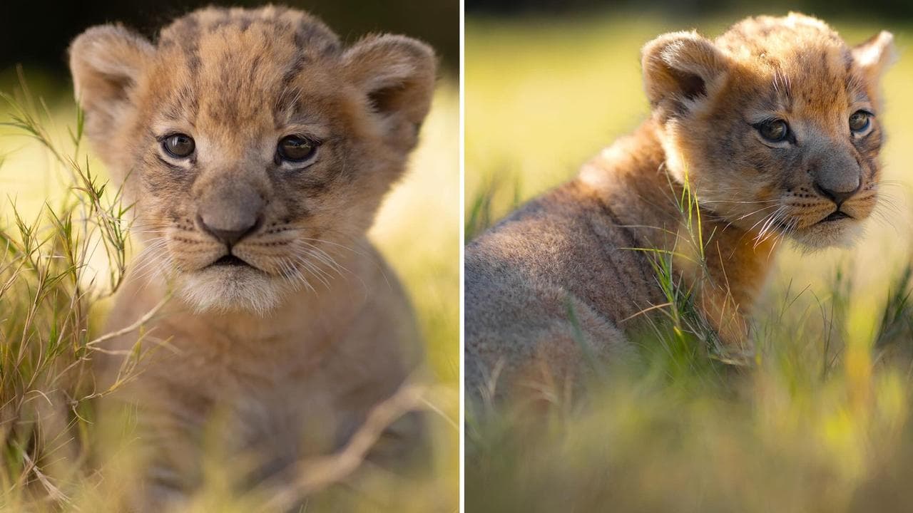 Texas zoo welcomes first African lion cub in nine years